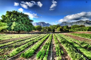 L’agricoltura biologica come sbocco professionale. Al via i corsi della Scuola d’Agricoltura Biologica