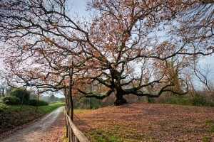 La quercia di Pinocchio esiste!